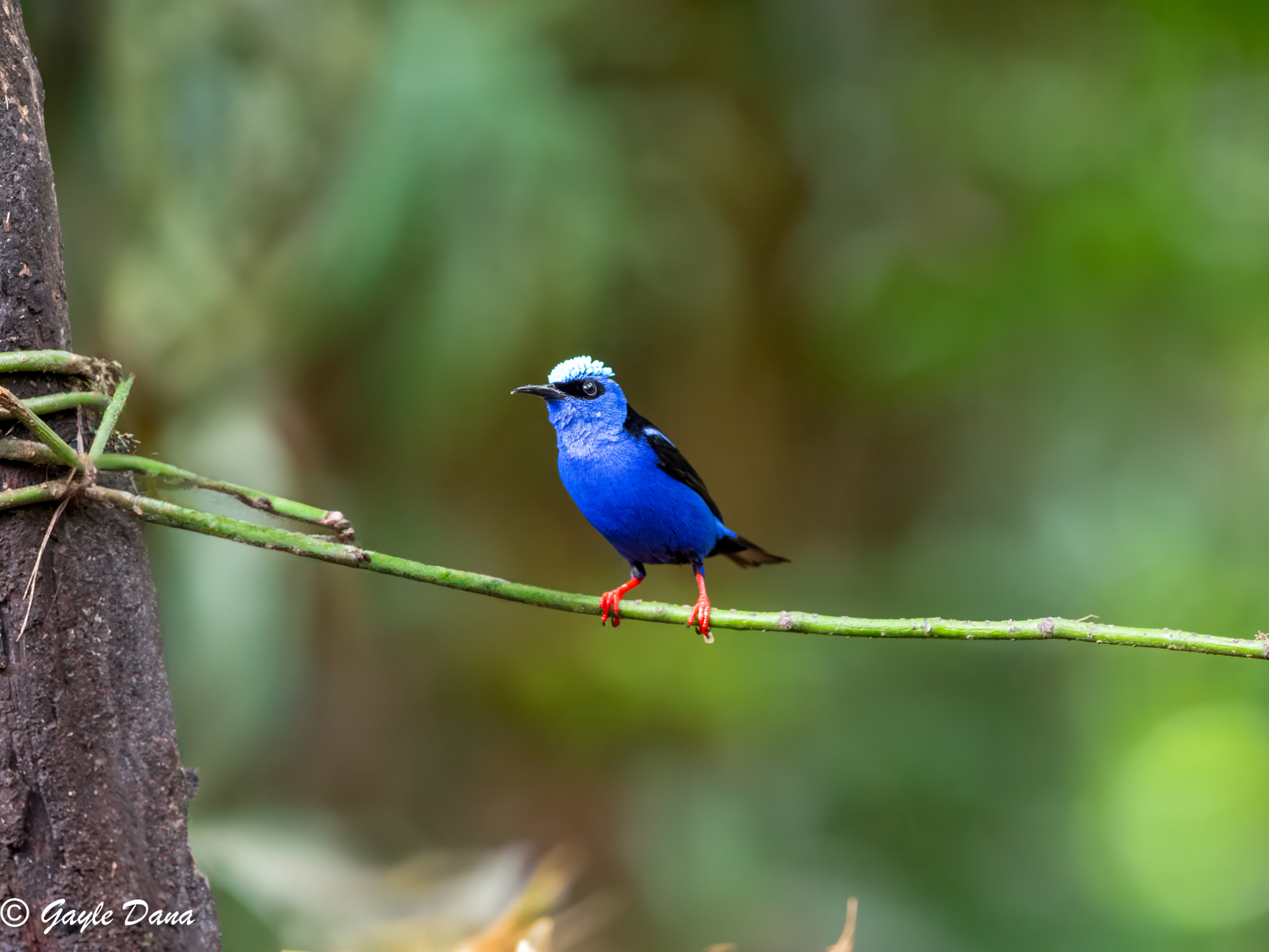 Red legged Honeycreeper